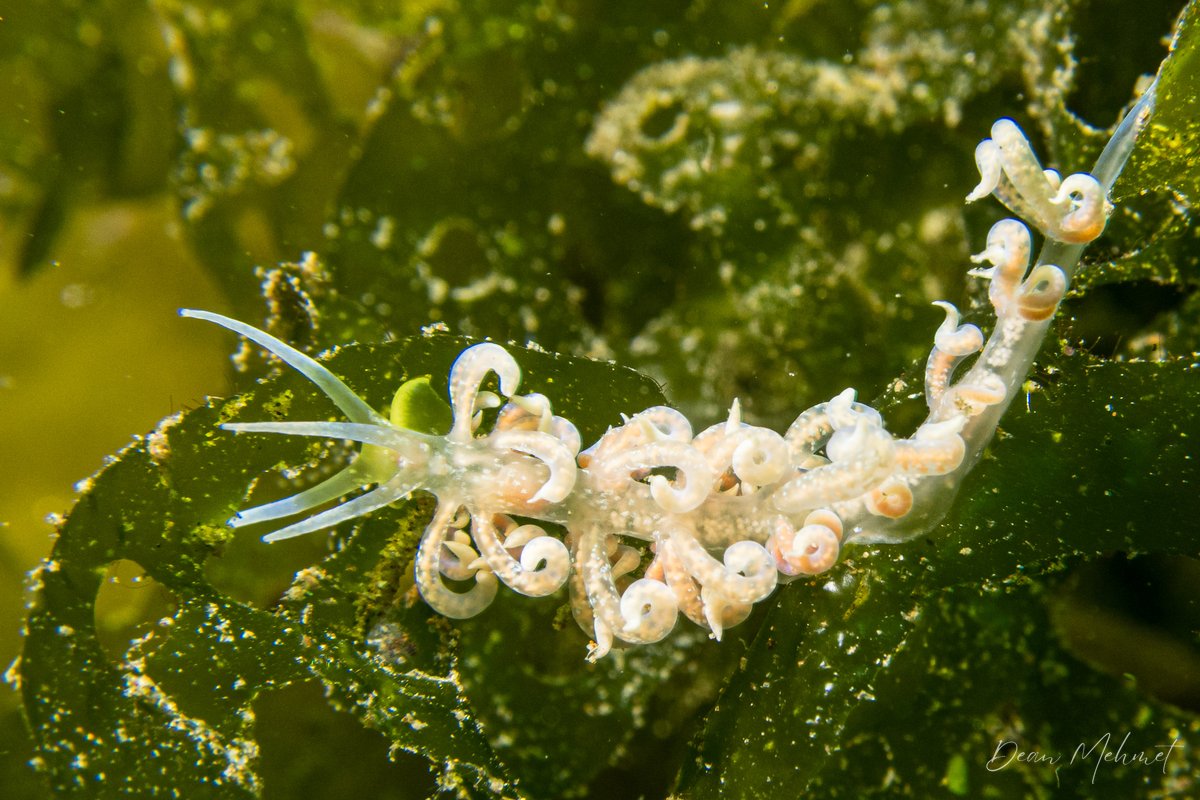 Poindimie's Phyllodesmium
