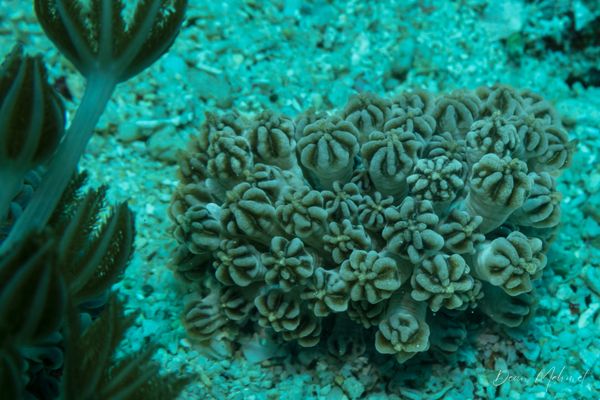 Mimic Nudibranch - Photo 1