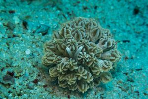 Mimic Nudibranch