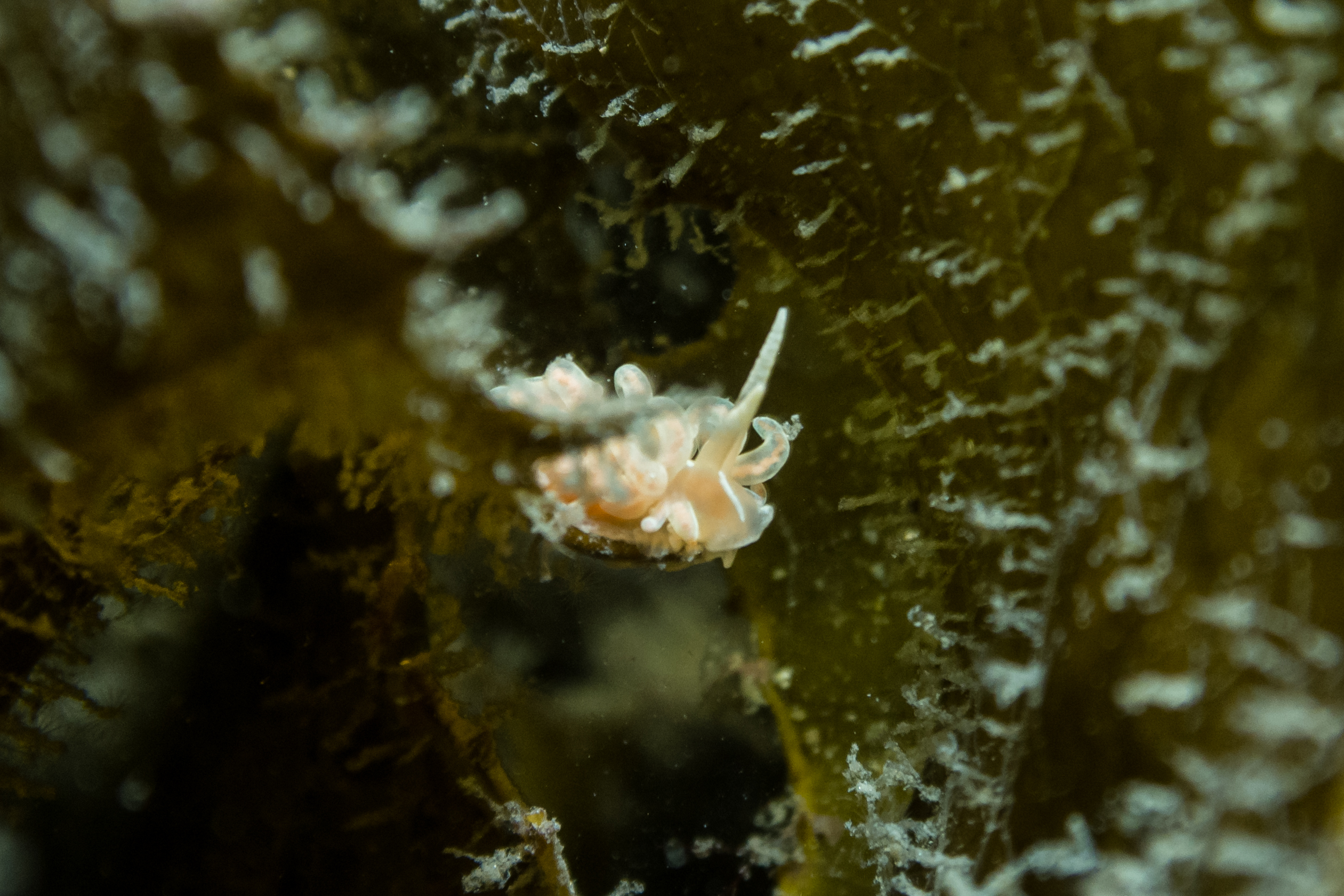 made-up phyllodesmium