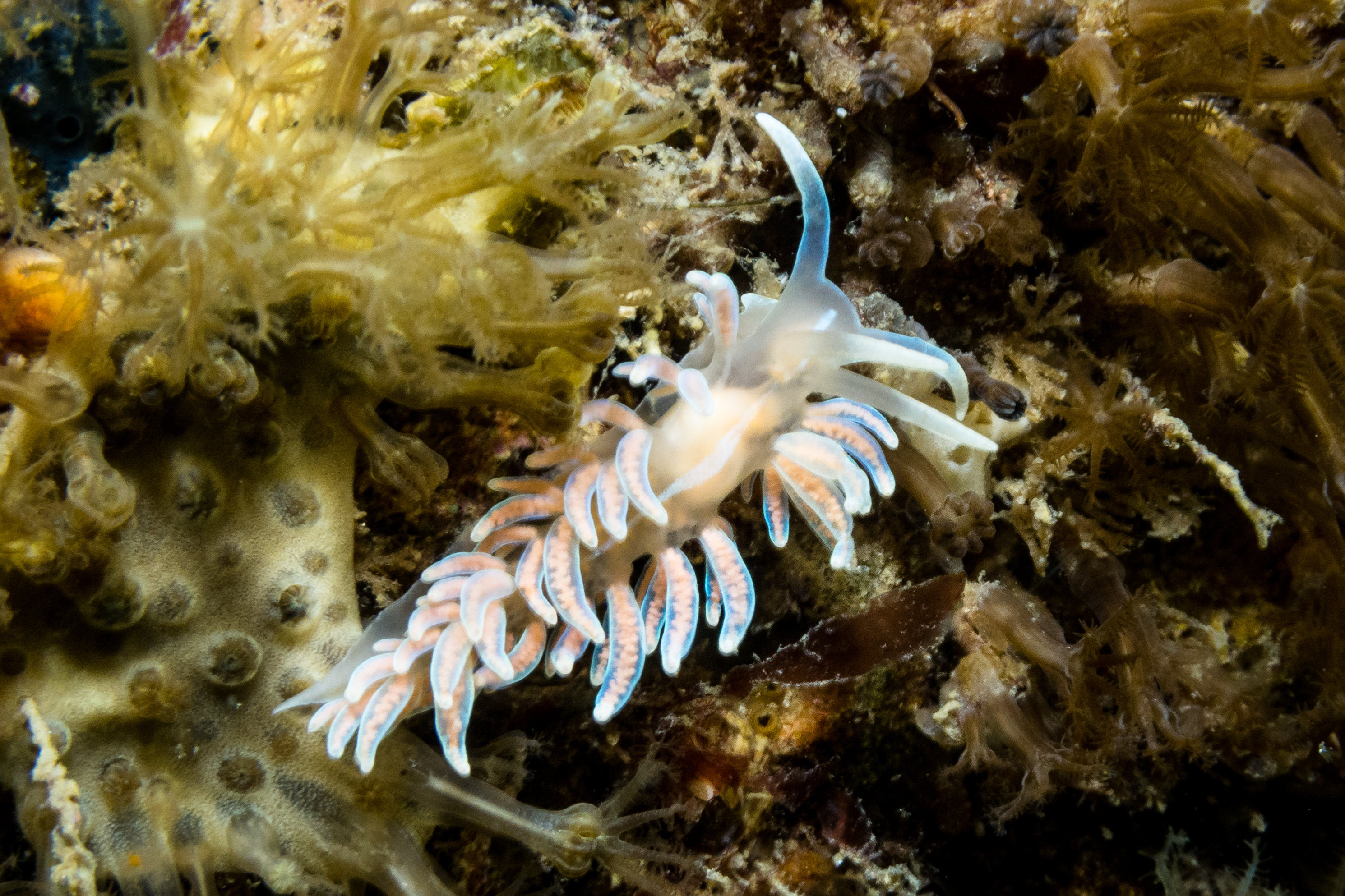 made-up phyllodesmium