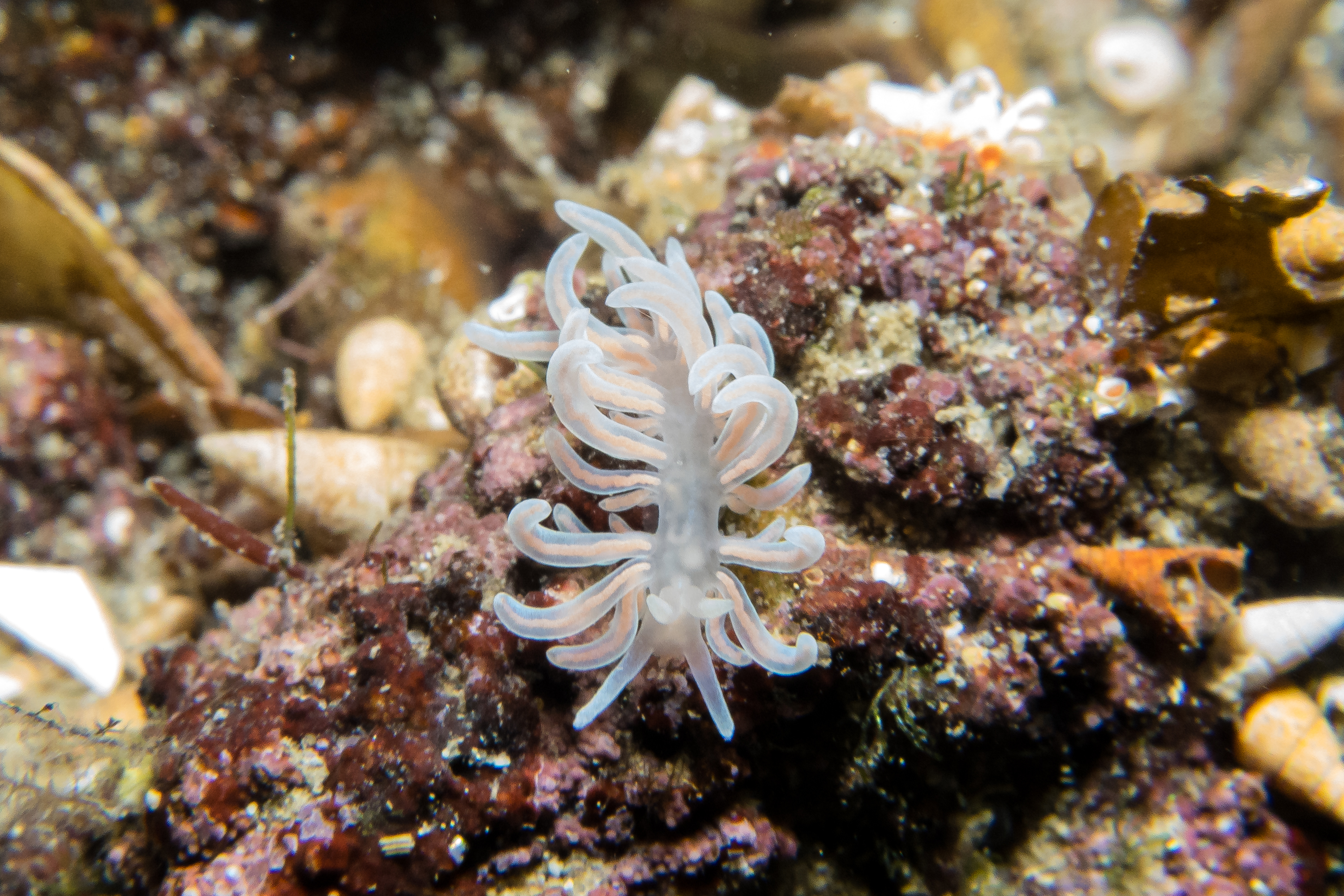 made-up phyllodesmium