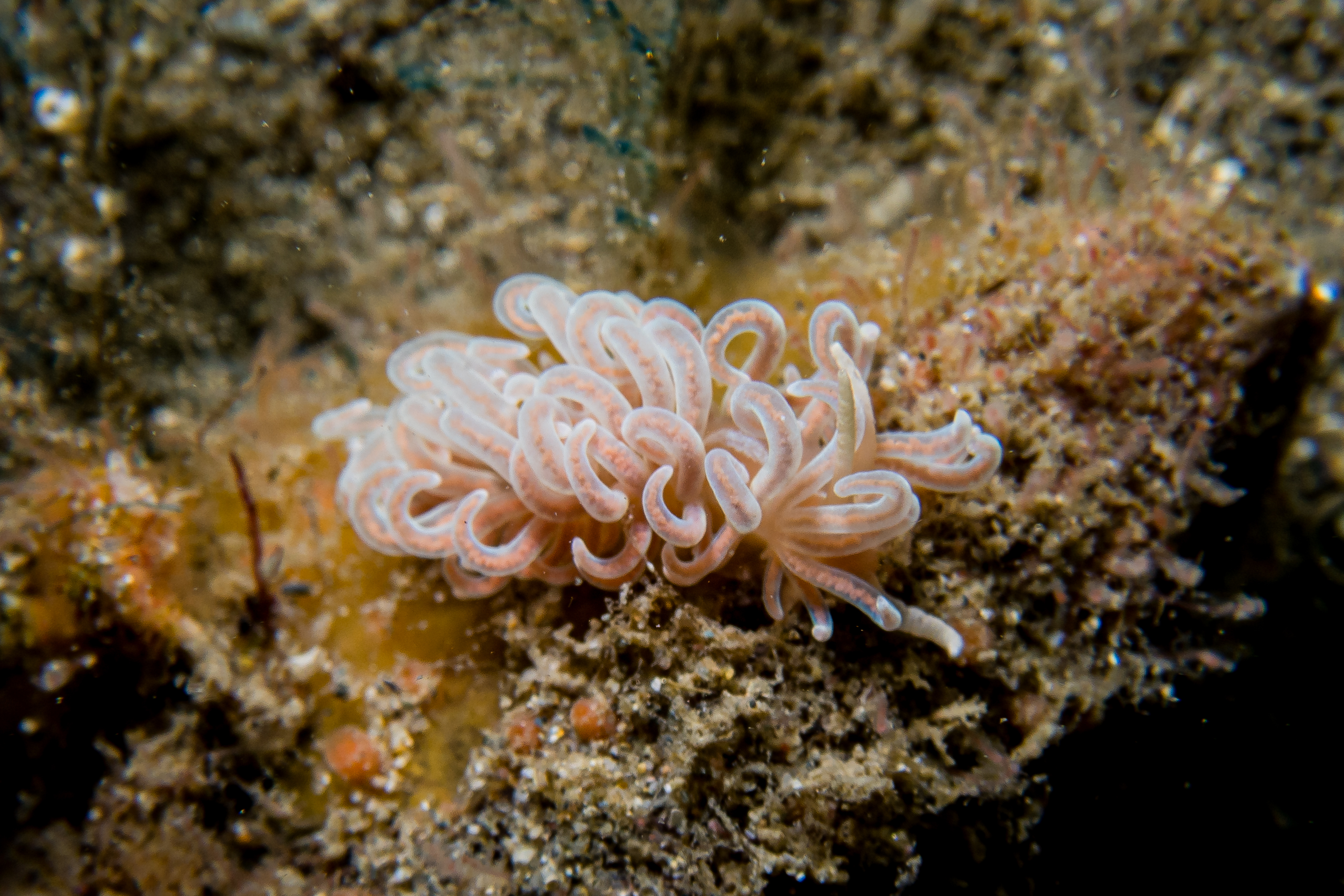 made-up phyllodesmium