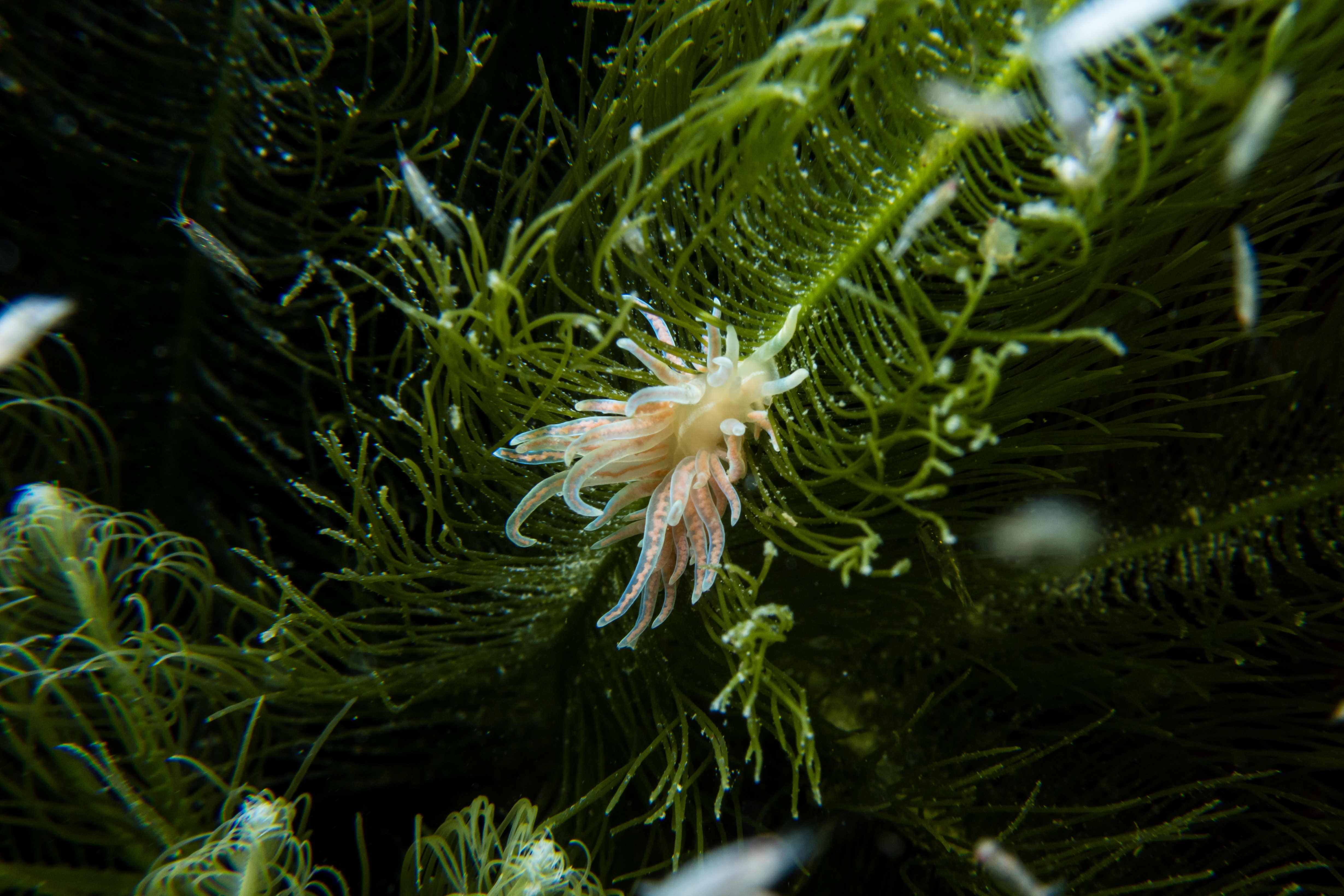 made-up phyllodesmium