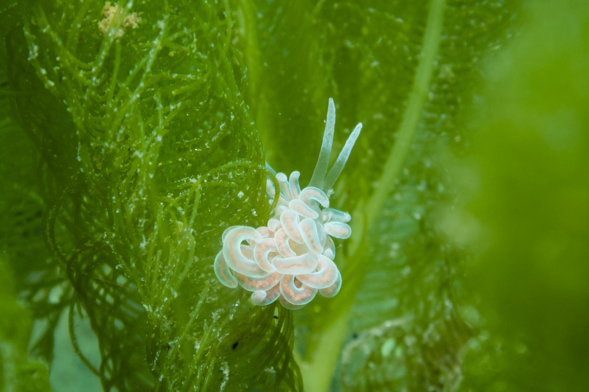 made-up phyllodesmium