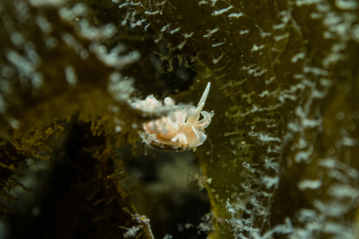made-up phyllodesmium