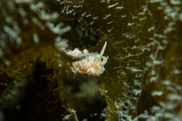 made-up phyllodesmium - Photo 1