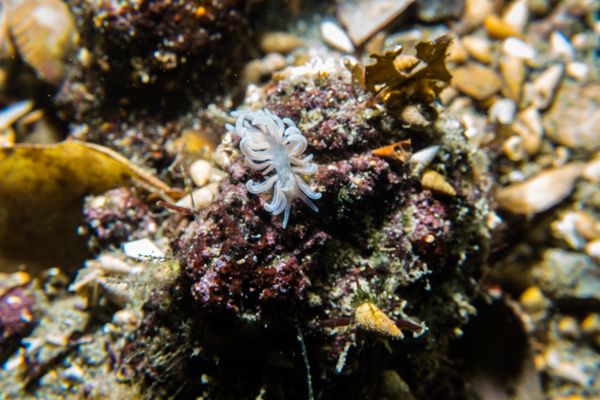 made-up phyllodesmium - Photo 10