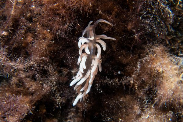 made-up phyllodesmium