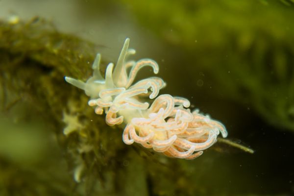 made-up phyllodesmium - Photo 11