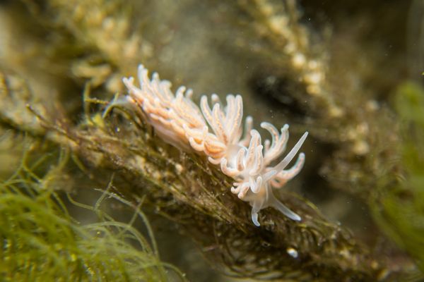 made-up phyllodesmium - Photo 12