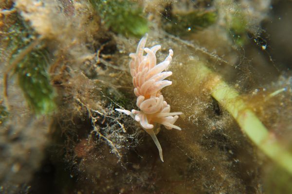 made-up phyllodesmium - Photo 13