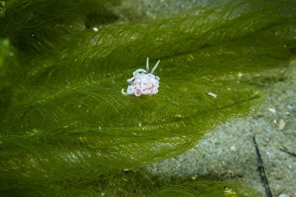 made-up phyllodesmium - Photo 17