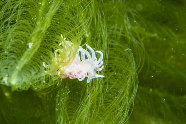 made-up phyllodesmium - Photo 18