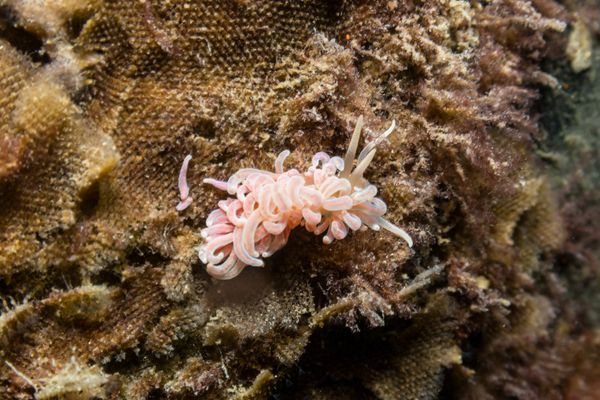 made-up phyllodesmium - Photo 20
