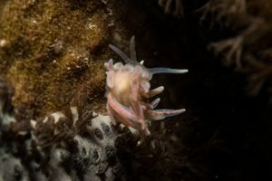 made-up phyllodesmium