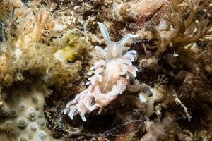 made-up phyllodesmium