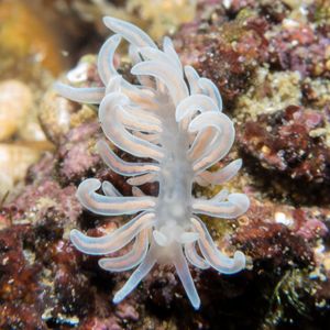 made-up phyllodesmium