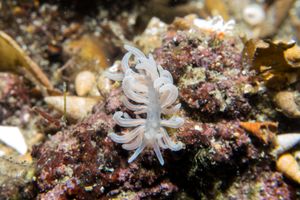 made-up phyllodesmium