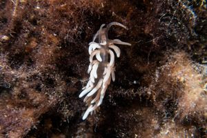 Blairgowrie dive
