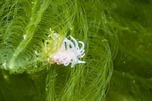 made-up phyllodesmium