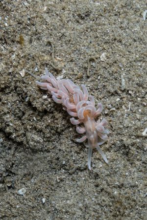made-up phyllodesmium