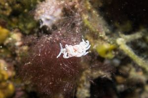 made-up phyllodesmium