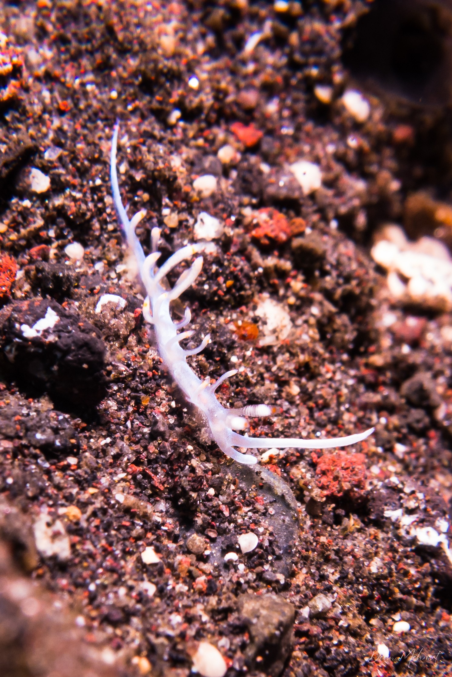 Bicolor nudibranch