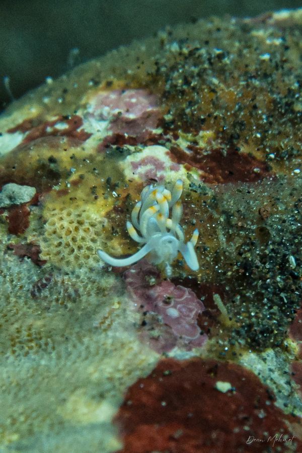 Bicolor nudibranch - Photo 2