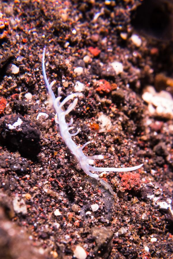 Bicolor nudibranch - Photo 3