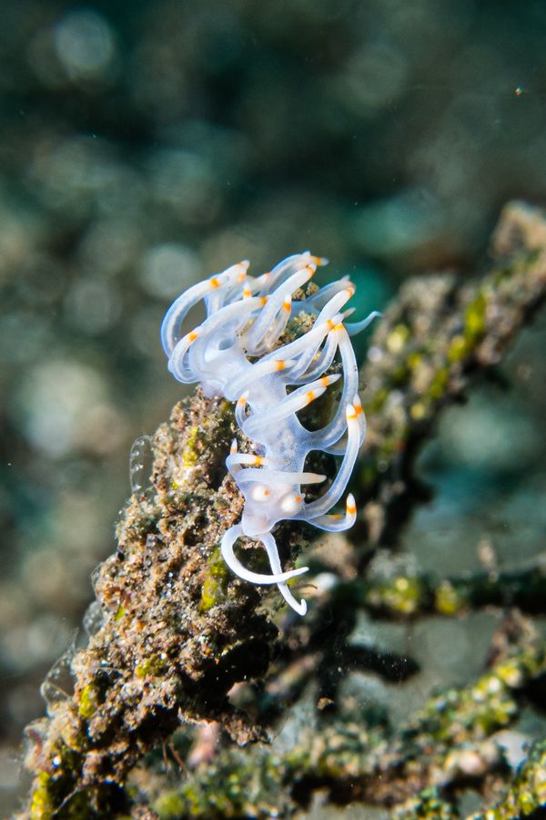 Bicolor nudibranch