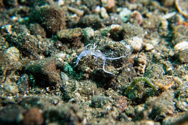 Bicolor nudibranch - Photo 4