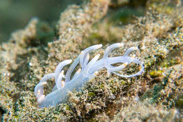 Bicolor nudibranch - Photo 5