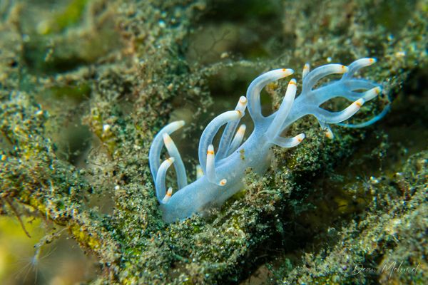 Bicolor nudibranch - Photo 6