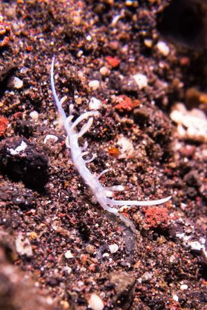Bicolor nudibranch