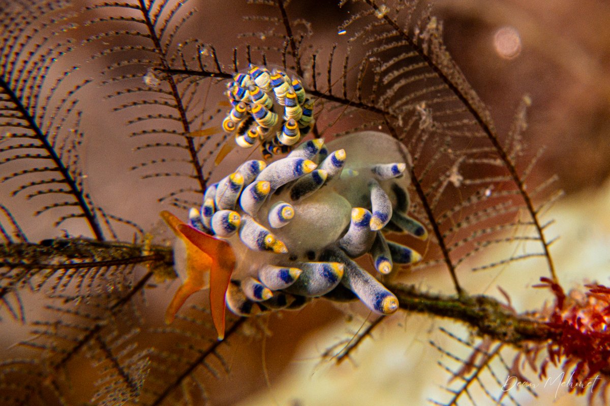 Tenellia puti hero image