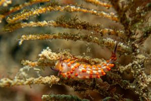 Tropical Gasflame representative species