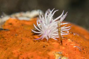 Unidentia sandramillenae representative species