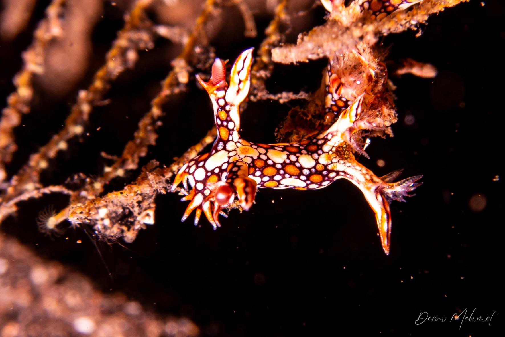 Eel Bornella