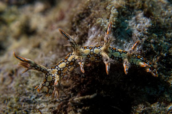 Eel Bornella - Photo 2