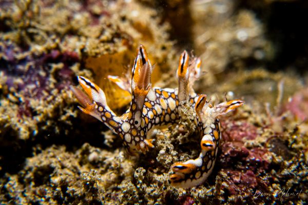Eel Bornella - Tawali, PNG - 17 July 2026 - Dive 2 - Deacon's
