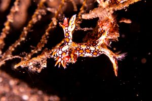 Dendronotina representative species