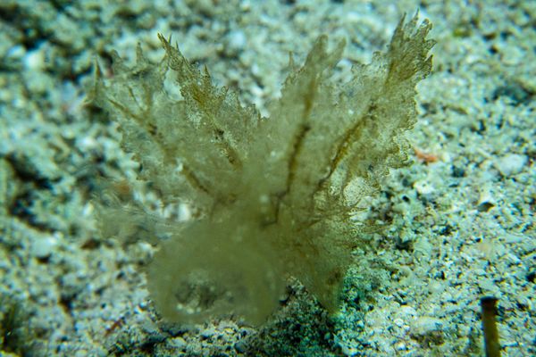 Melibe engeli - Photo 4