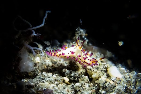 Aegires villosus - Photo 1