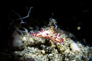 Doridina representative species