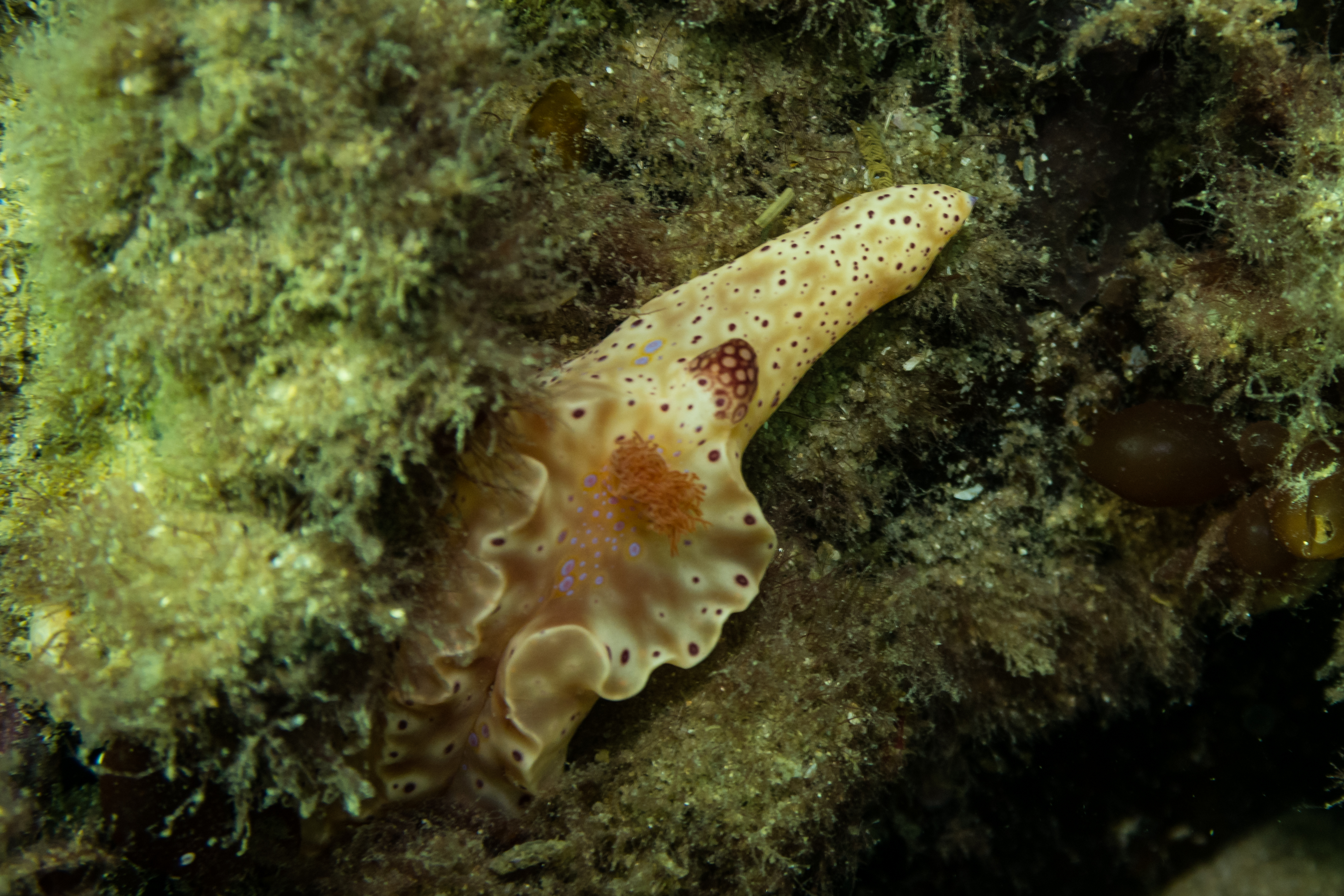 Short-tailed Ceratosoma