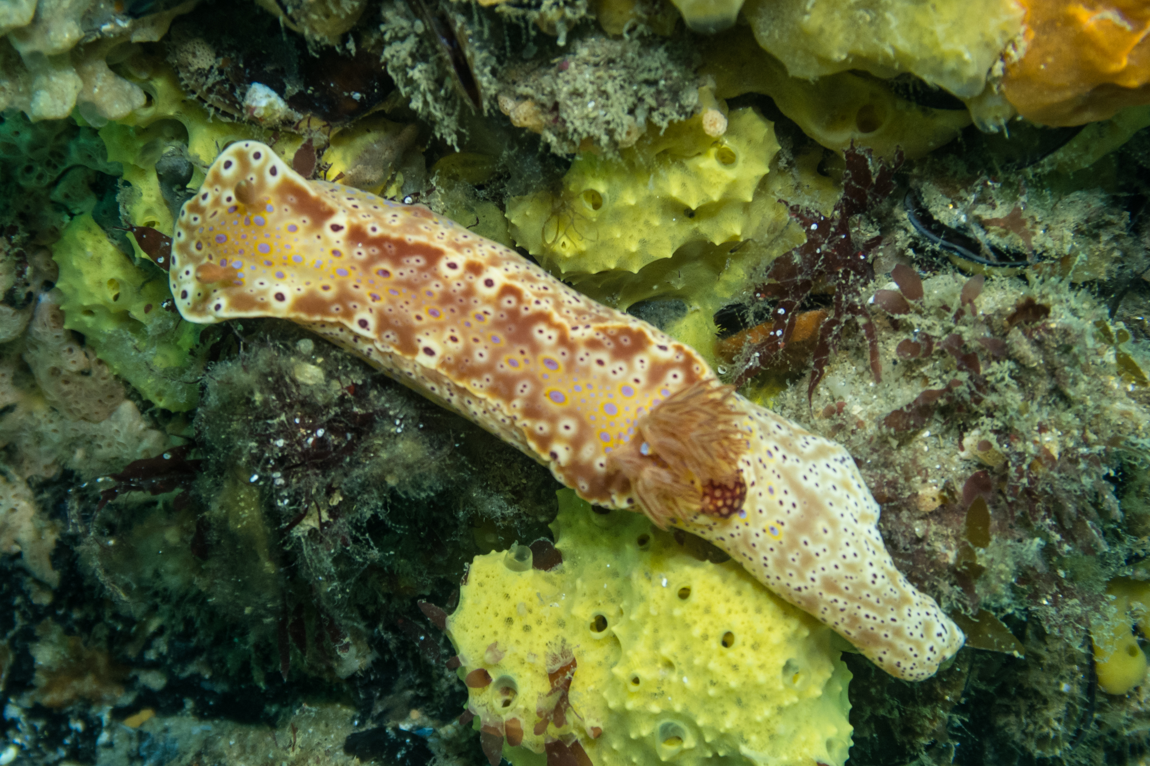 Short-tailed Ceratosoma