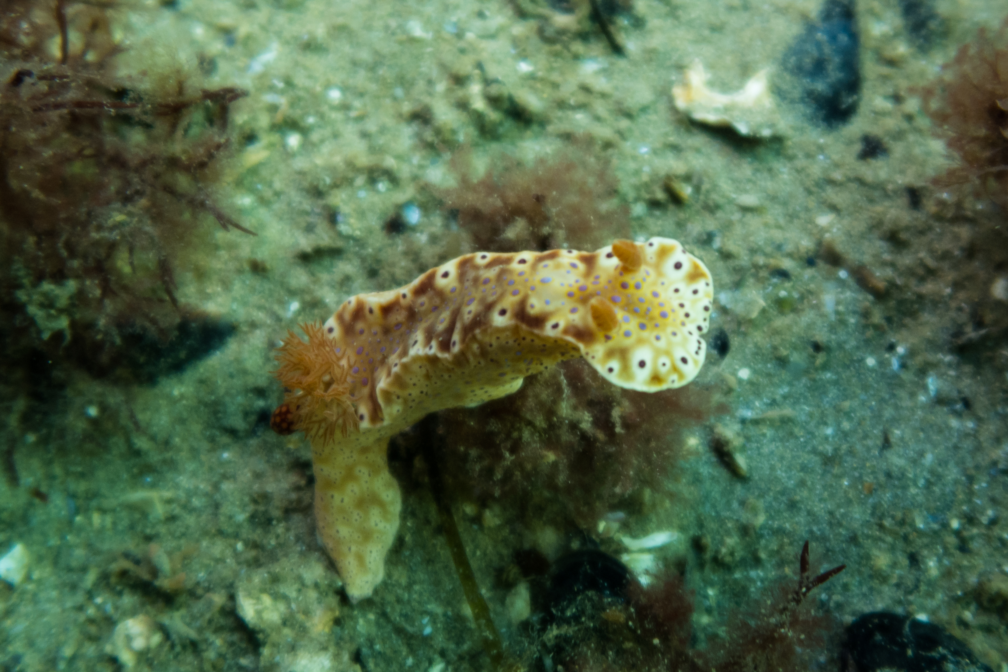 Short-tailed Ceratosoma