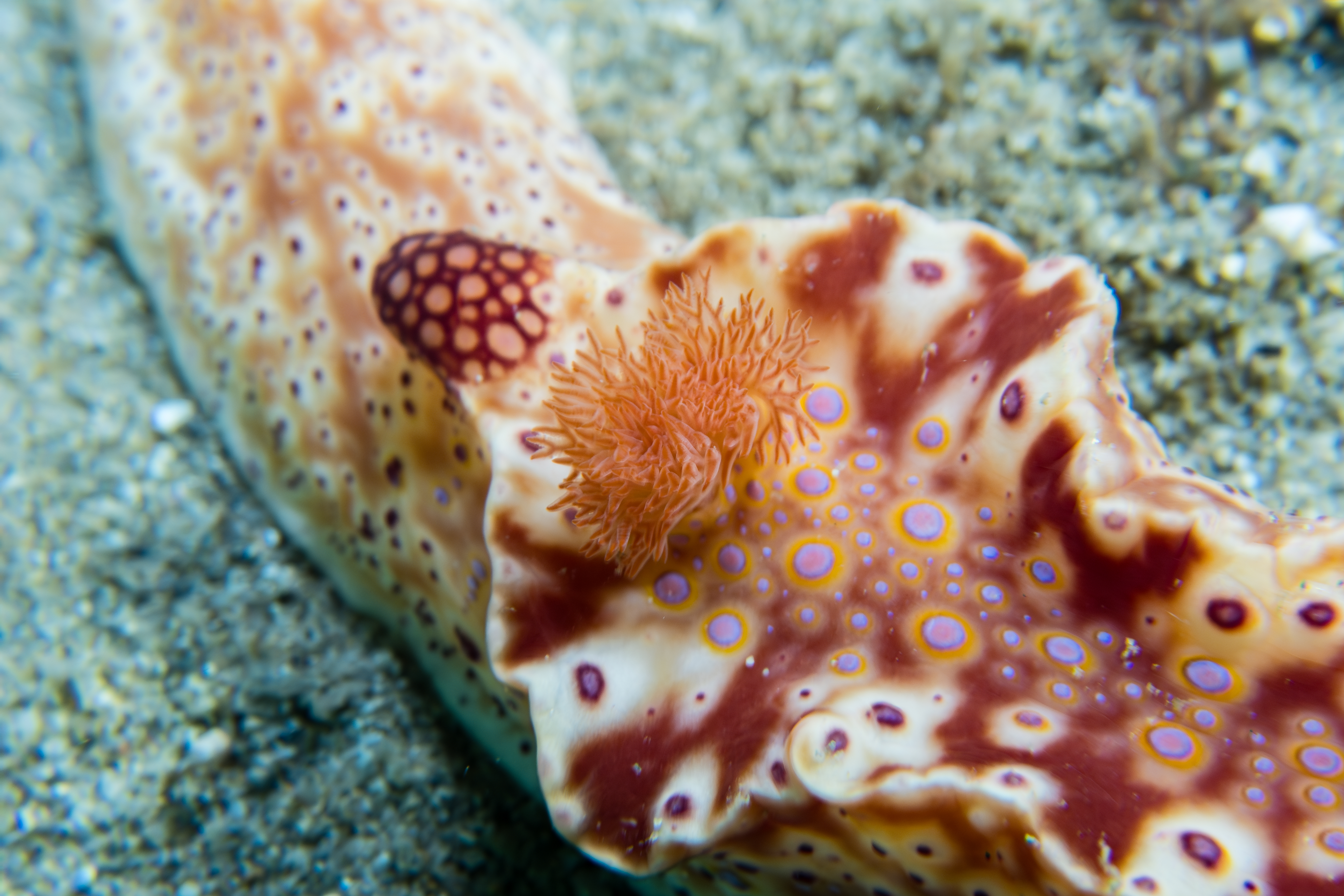 Short-tailed Ceratosoma