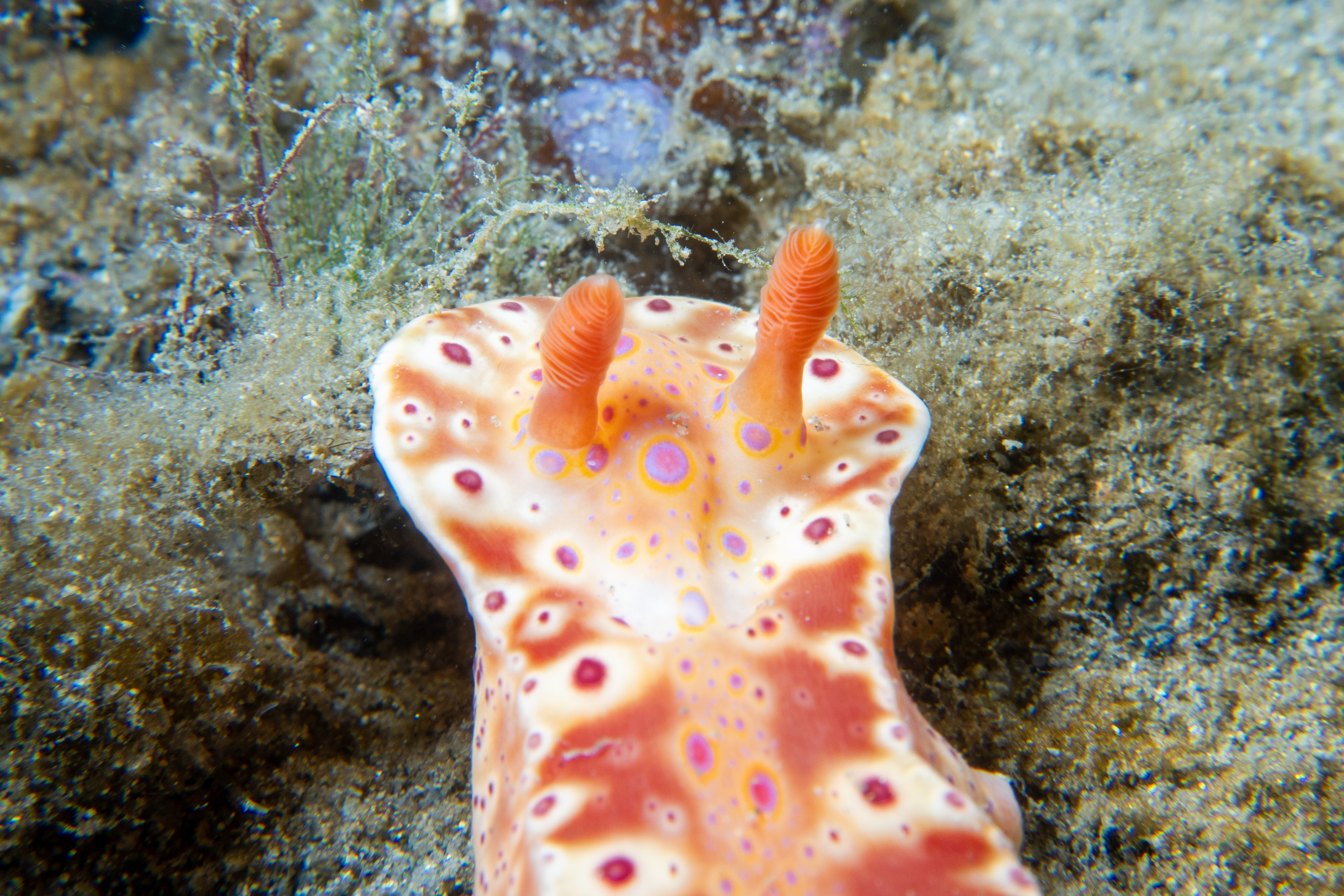 Short-tailed Ceratosoma